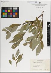 Foto von Salix lanata L.